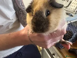 Guinea Pig rodents Female guinea pigs - Advert 2