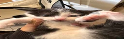 Mixed Breed cats for sale: Kittens For Sale - Advert 6