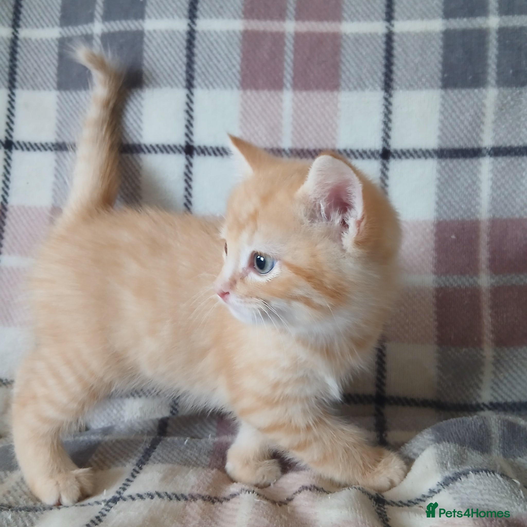 Mixed Breed cats for sale: Kittens ***READY NOW*** - Advert 6