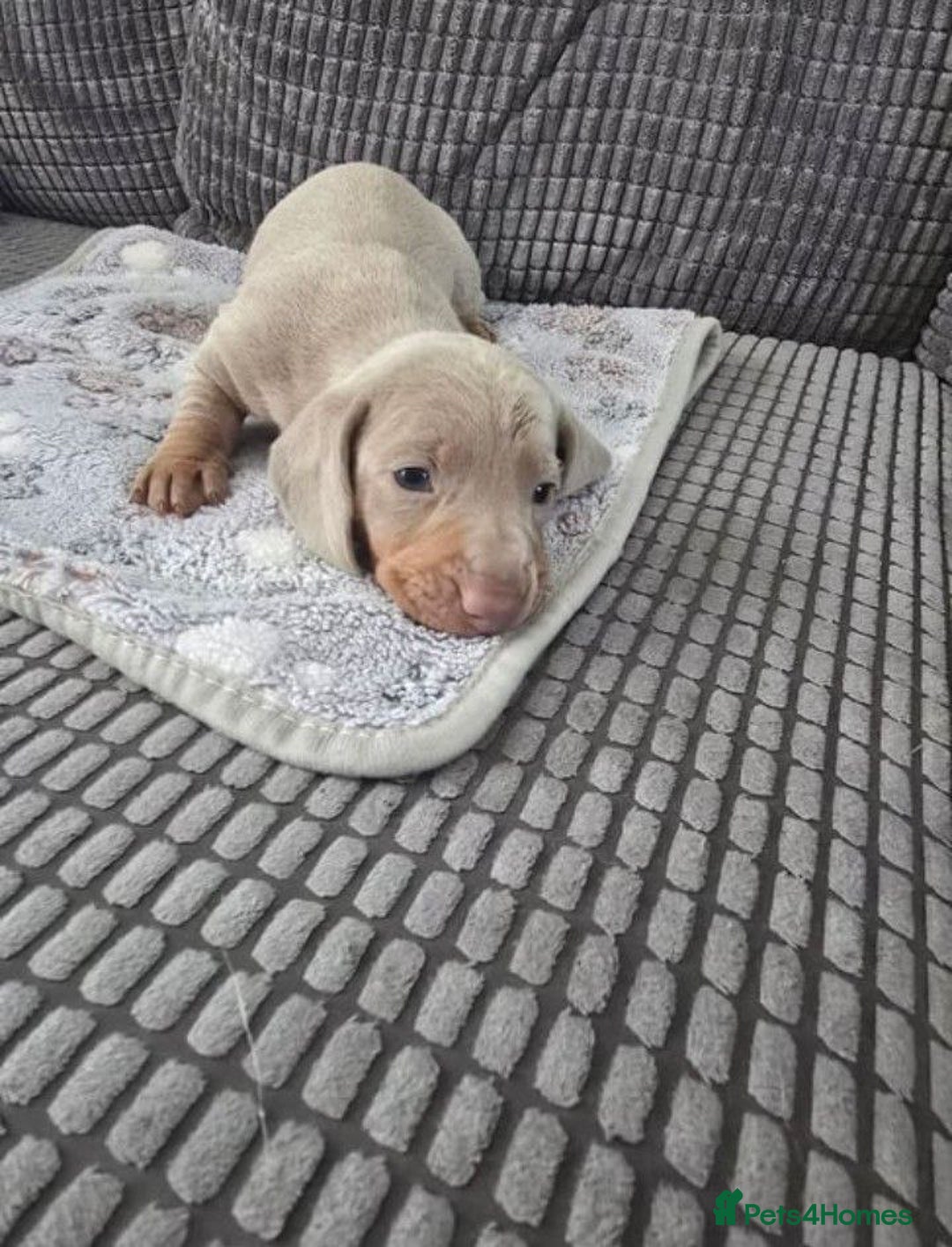 Miniature Dachshund dogs for sale: Dachshund Miniature Puppies - Image 4
