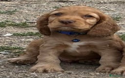 Cocker Spaniel dogs for sale: Gold show cocker pups ready now  - Image 15