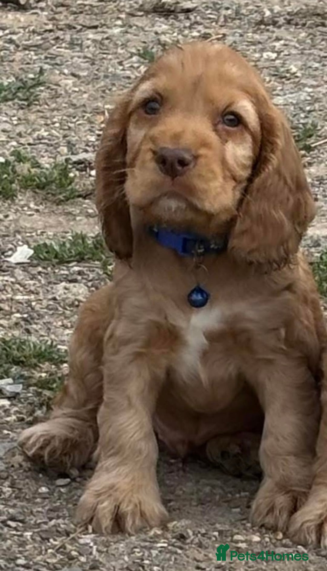 Cocker Spaniel dogs for sale: Gold show cocker pups ready now  - Image 15