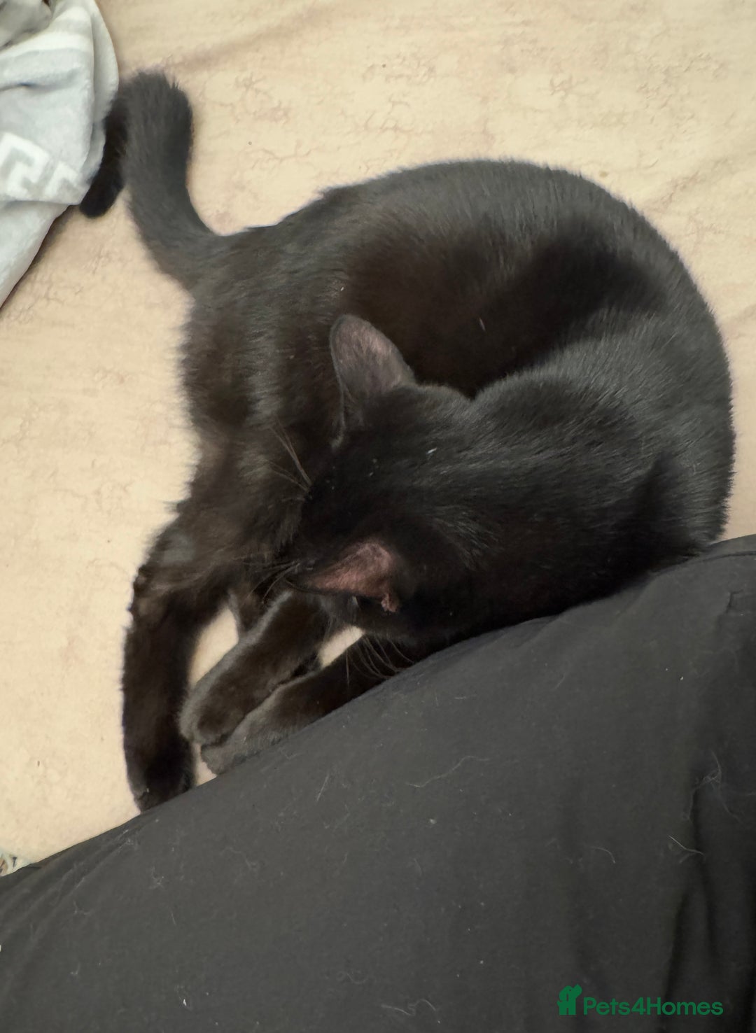 Mixed Breed cats for sale: Male black kitten cat - Advert 3