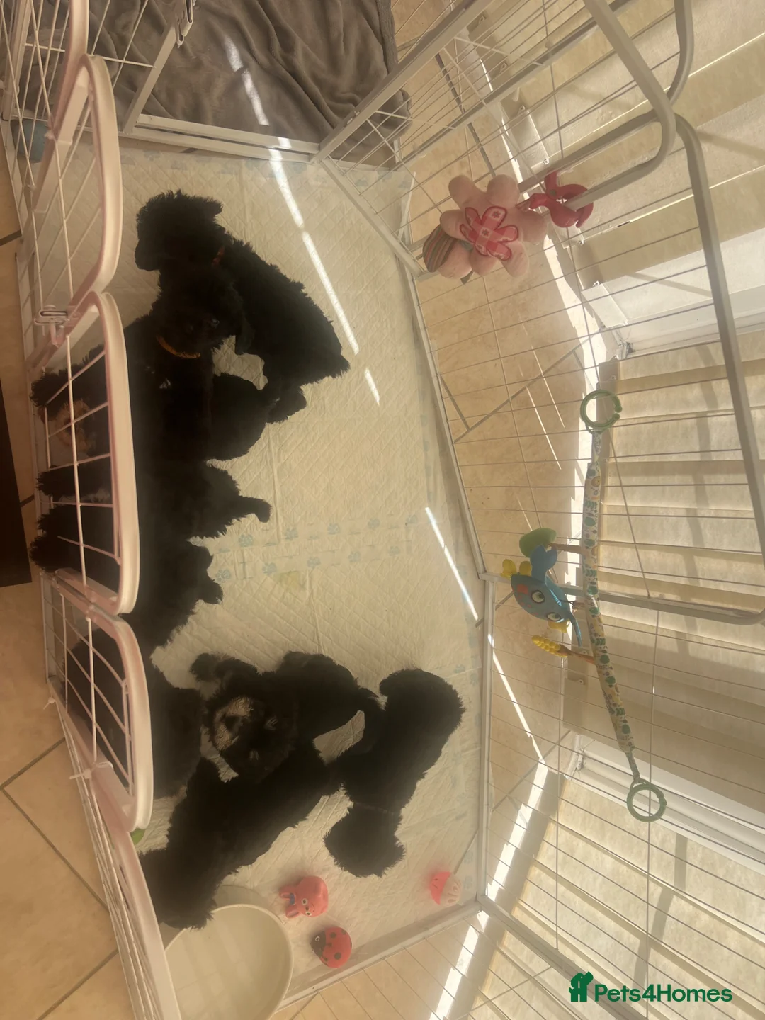 Mixed Breed dogs for sale: 🐾🐶Adorable Cavaschnauzer Pups 🐶🐾 - Advert 1