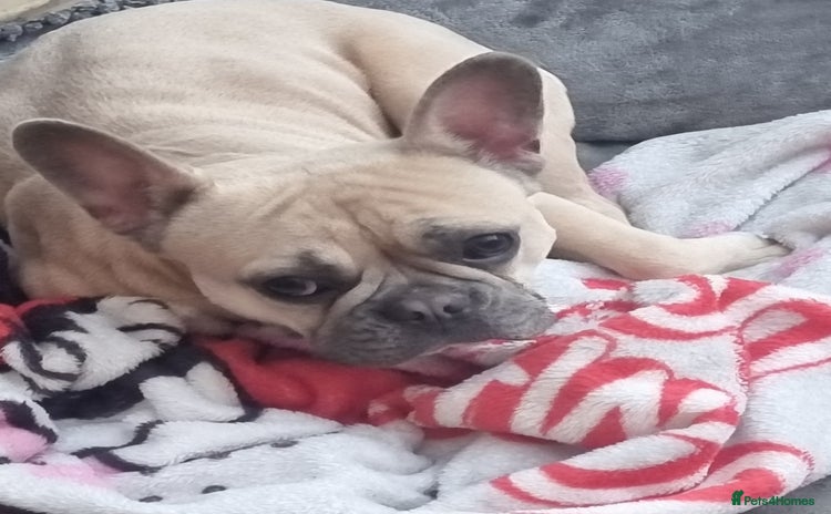 French Bulldog dogs - Advert 6
