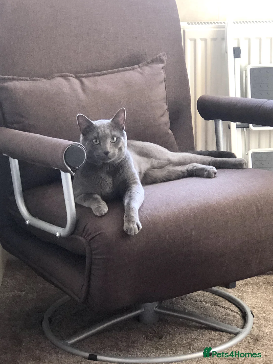 Russian Blue cats for stud: Pure Russian Blue Stud Available for Mating in Chessington - Advert 3