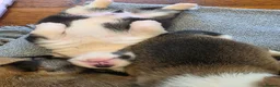 Welsh Corgi Pembroke dogs for sale: 9 ADORABLE CORGIS🐾💖💙DNA HEALTH TESTED PARENTS🧬 - Advert 19