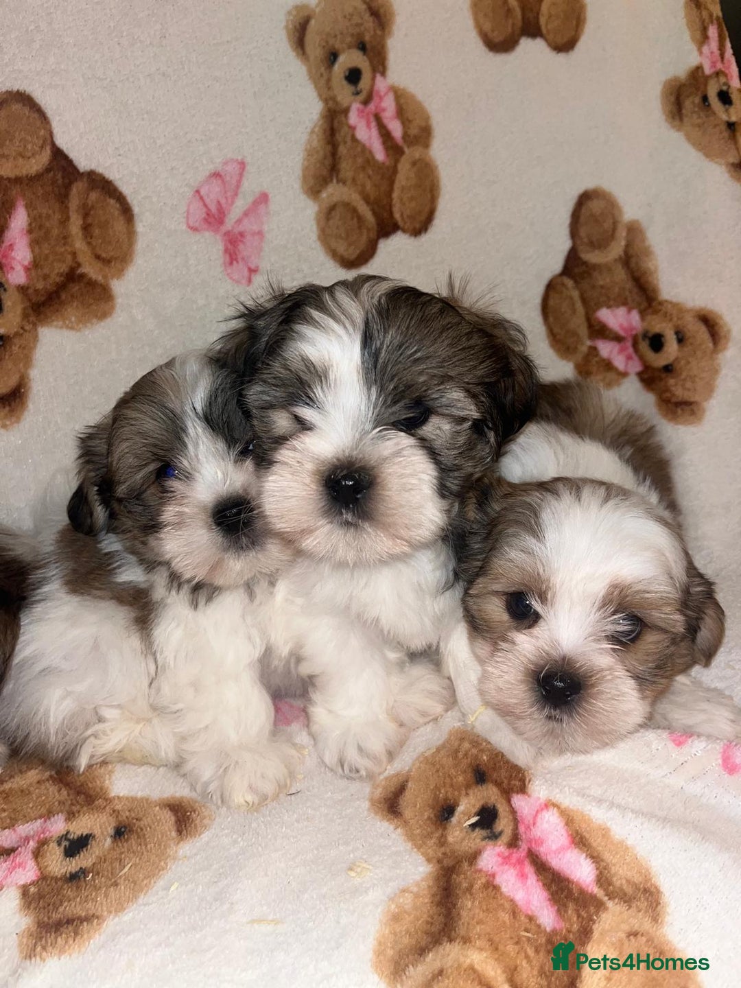 Shih Tzu dogs for sale: Shih Tzu Puppies  - Advert 6