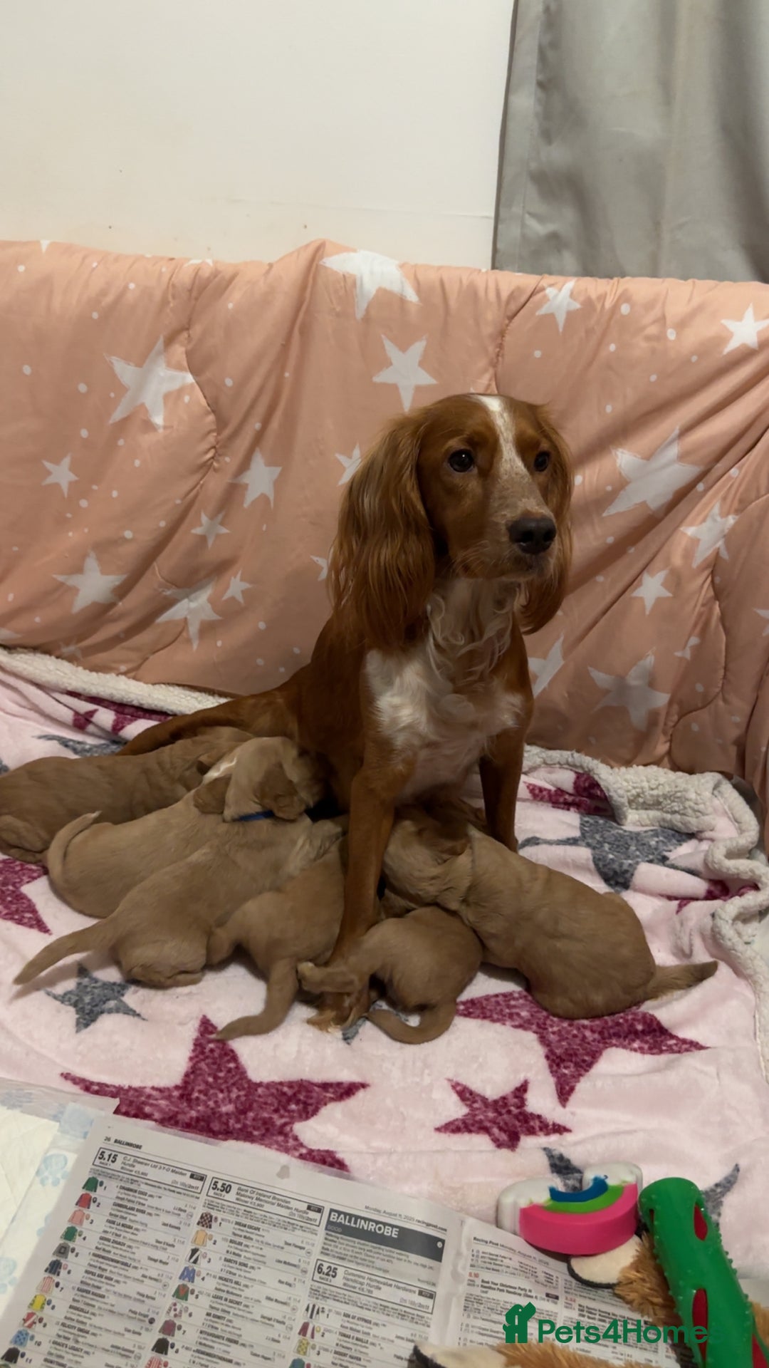 Cockapoo dogs for sale: Boy Cockapoo puppies - Image 11