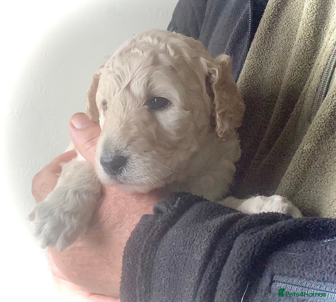 Standard Poodle dogs for sale: KC Standard Poodle Pups - Image 2