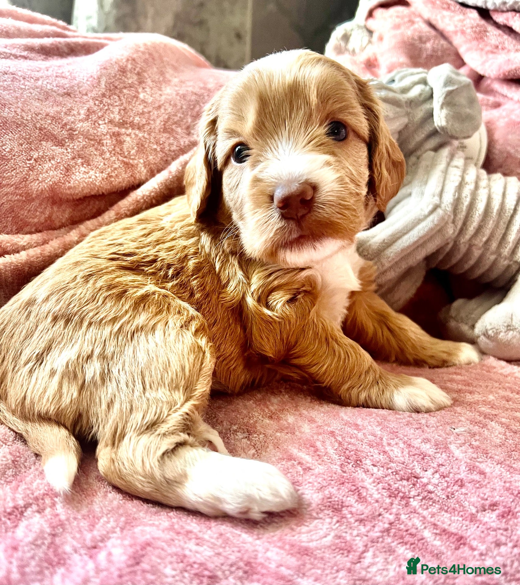 Cockapoo dogs Gorgeous curly fluffy cockapoo puppies  - Advert 1