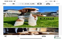 Bordoodle dogs for sale: Adorable Bordoodle (collie-poo) pups for sale  - Image 26