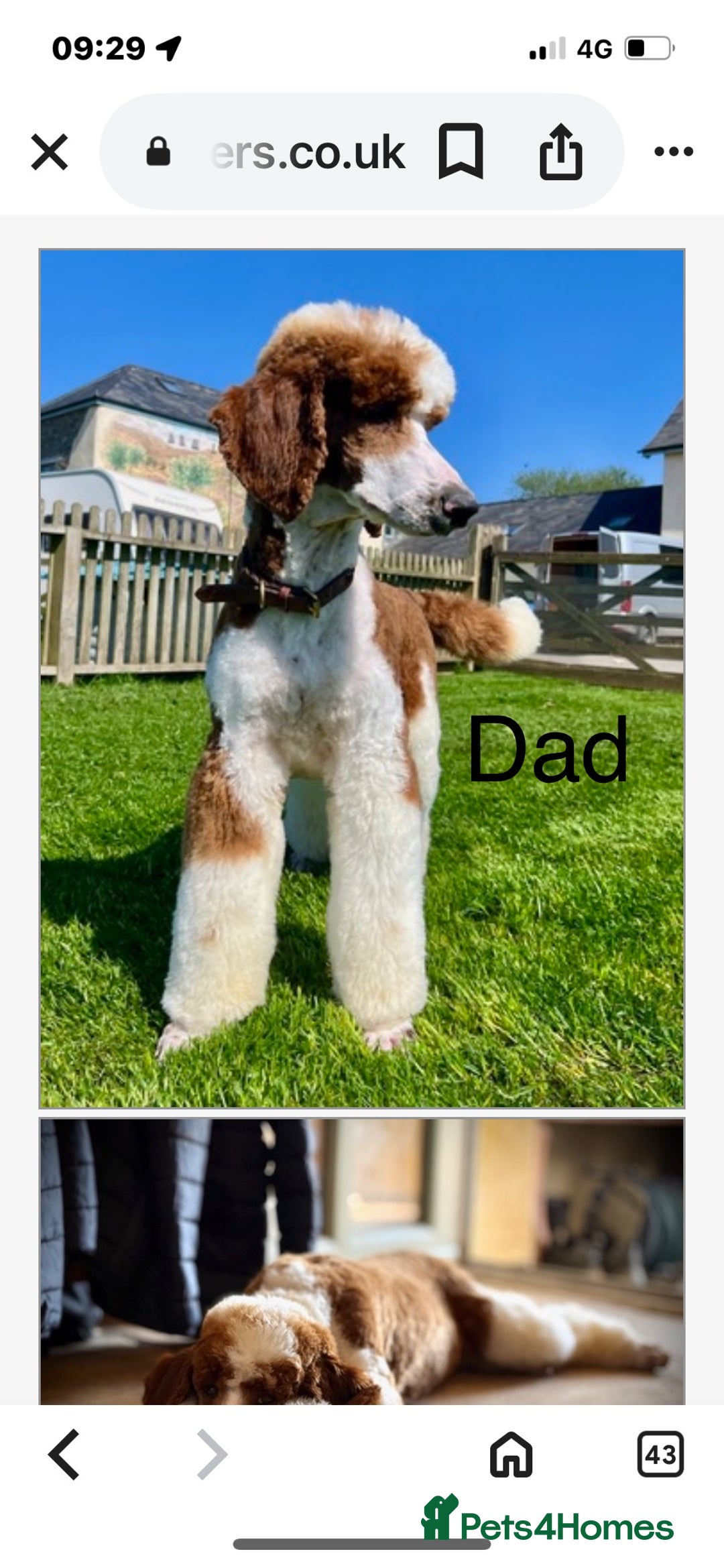 Bordoodle dogs for sale: Adorable Bordoodle (collie-poo) pups for sale  - Image 26