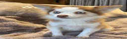 Pomsky dogs for sale: F2 Pomsky bright blue eyes  - Advert 6