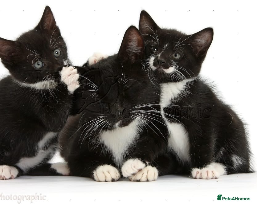 Mixed Breed cats Kitten girl  - Advert 3