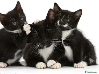 Mixed Breed cats Kitten girl - Advert 3