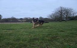 German Shepherd dogs for stud: German Shepherd for Stud - Image 7