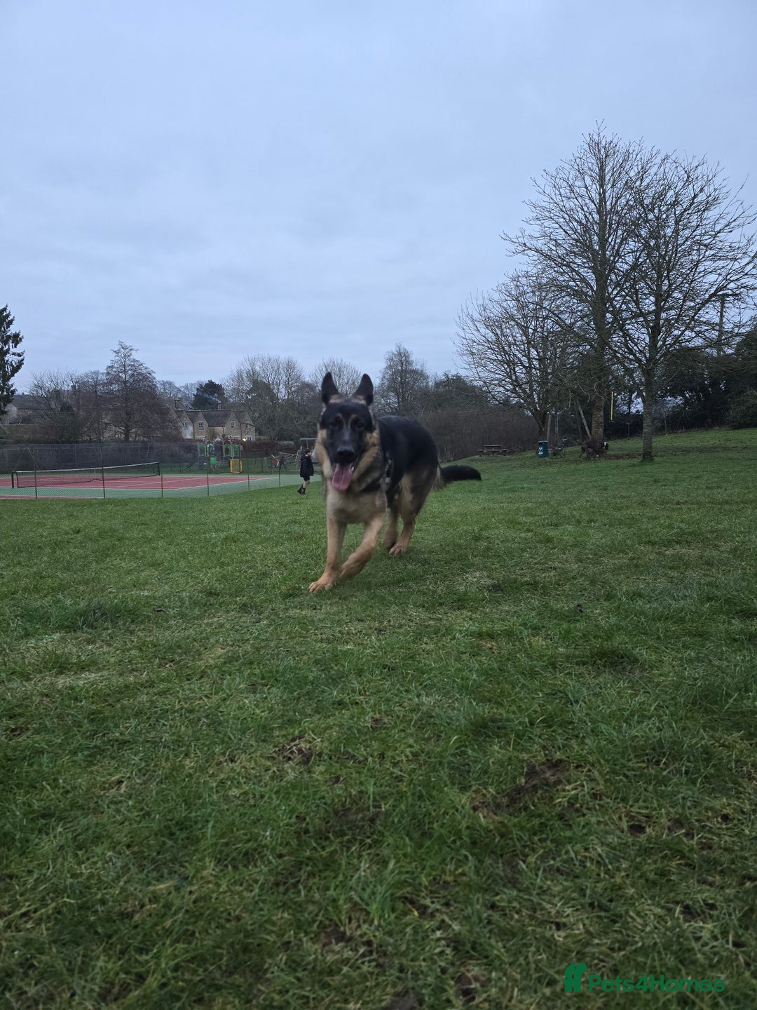 German Shepherd dogs for stud: German Shepherd for Stud - Image 7