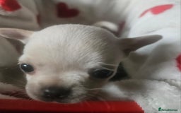 Chihuahua dogs for sale: Teeny Chihuahua Pup   - Image 5