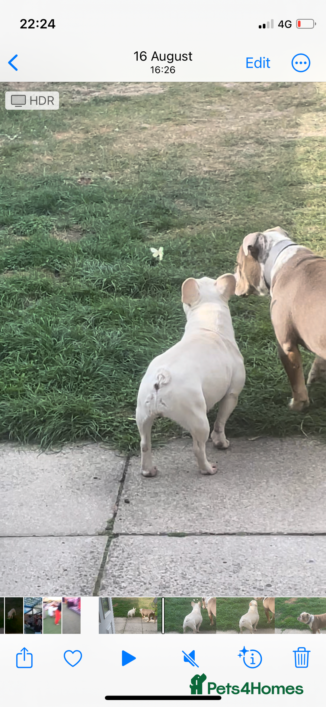 Dorset Olde Tyme Bulldogge dogs for stud: Brock - Image 36