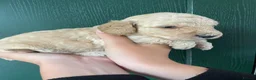 Cockapoo dogs for sale: Cockapoo puppies - Advert 6