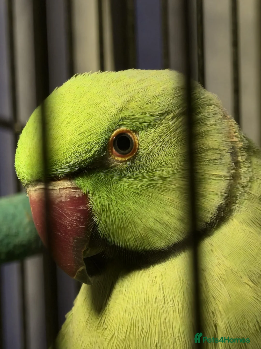 Ringnecks birds for sale: Male Indian Ringneck Parrot in Glasgow - Advert 2