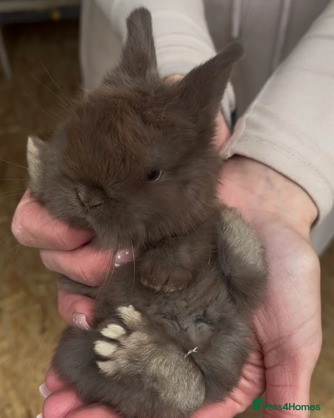 Mini Lop rabbits for sale: Gorgeous Pure Bred Mini Lops  - Advert 1