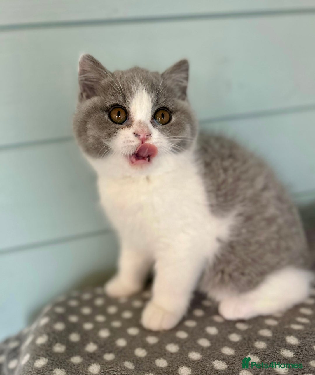 British Shorthair cats for sale: Blue/cream biocolour British short hair kitten - Image 33