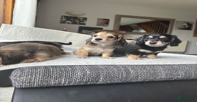 Mixed Breed dogs - Advert 13