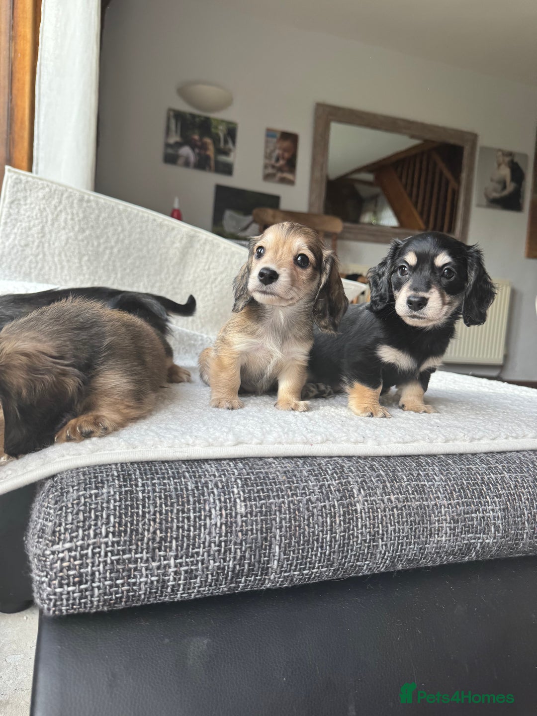 Mixed Breed dogs for sale: Miniature longhair dachshund  - Image 2