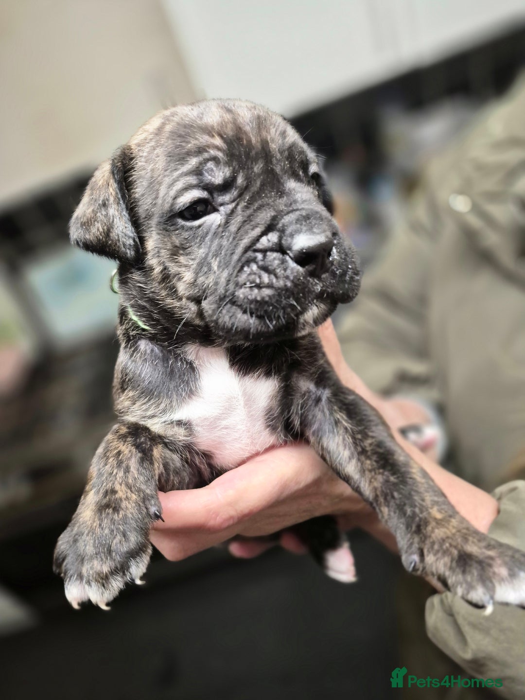 Cane Corso dogs for sale: Mum (3/4 cane corse) Dad (Full Cane corso)KANO - Advert 7