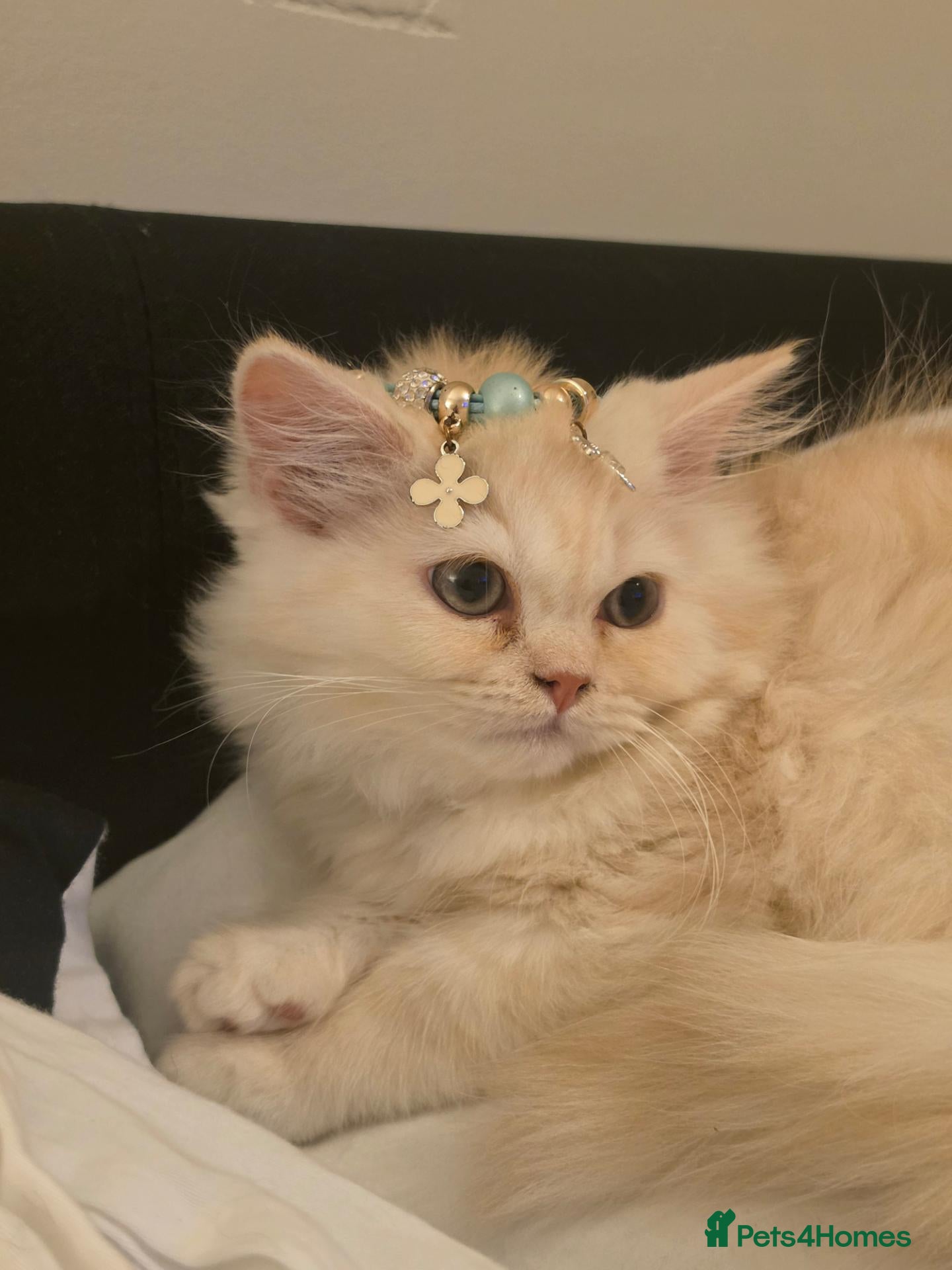 Persian cats Last persain  kittens 1 - Advert 1