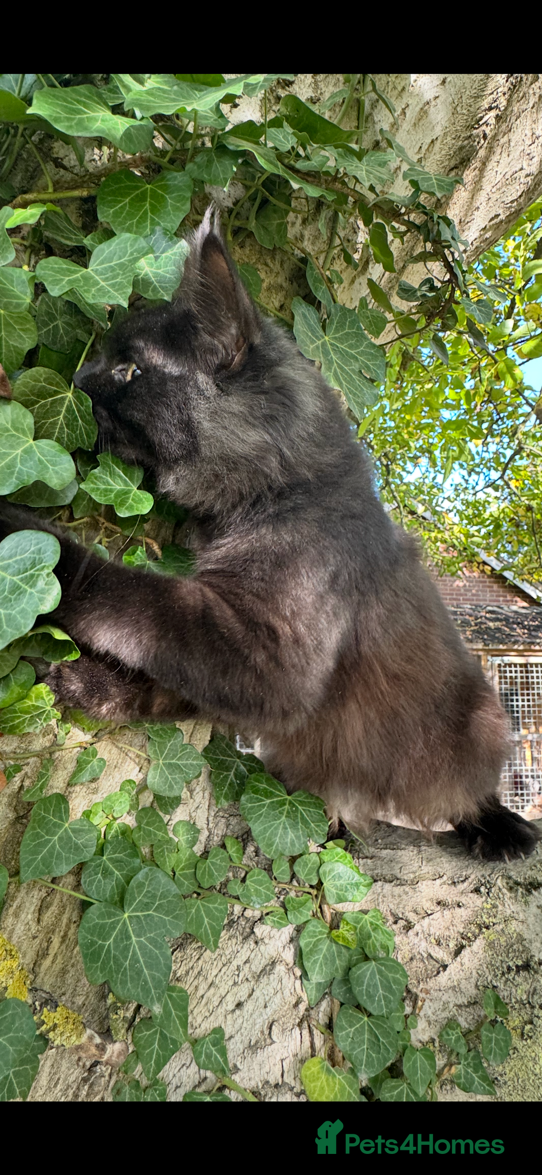 Maine Coon cats for sale: Three stunning pure bred Maine Coon girls - Image 3