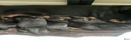Rottweiler dogs for sale: Outstanding litter of True Type Rottweilers  - Advert 3