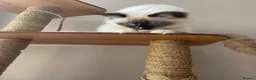 Ragdoll cats for sale: GCCF registered Ragdolls - Advert 23