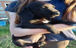 Springador dogs for sale: Springador puppies (3/4 labrador 1/4 springer) - Image 1