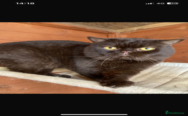 British Shorthair cats - Advert 9