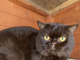 British Shorthair cats - Advert 9