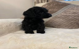 Cockapoo dogs for sale: Cockerpoo pups - Image 3