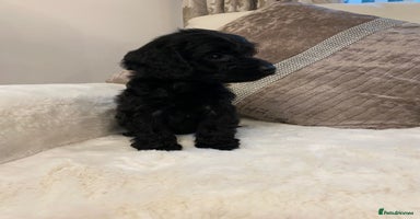 Cockapoo dogs - Advert 4