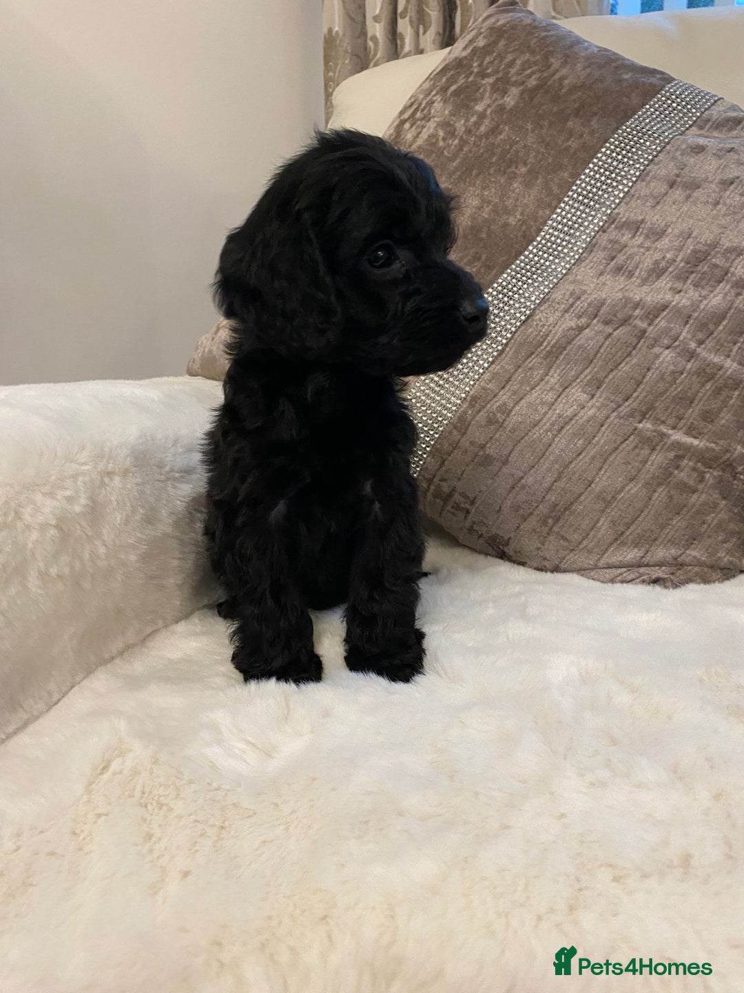 Cockapoo dogs for sale: Cockerpoo pups - Image 3
