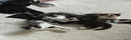 Mixed Breed cats for sale: Three Gorgeous Black & White Boys in Great Yarmouth - Advert 10