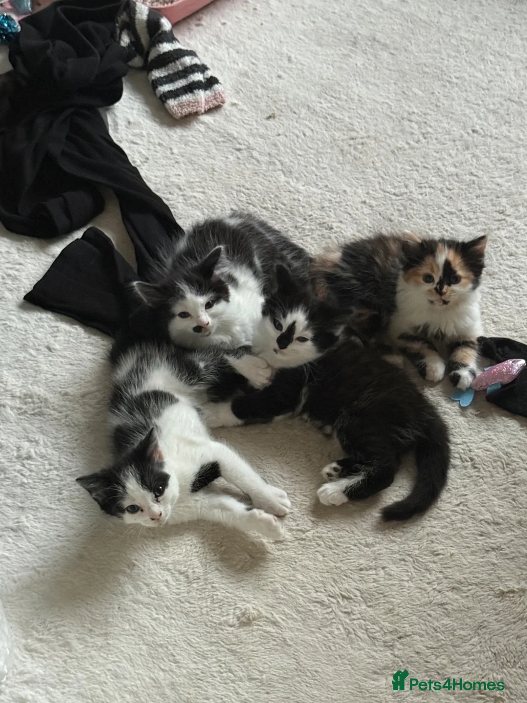 Mixed Breed cats for sale: Three Gorgeous Black & White Boys in Great Yarmouth - Advert 10