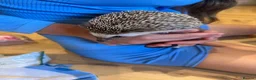 Pygmy Hedgehog rodents for sale: Pygmy Hedgehog in Newcastle upon Tyne - Advert 4