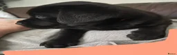 Mixed Breed dogs for sale: Beautiful Rottador Puppies - Advert 5