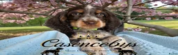 Cocker Spaniel dogs for sale: READY NOW- DNA TESTED choc roan & tan show cocker - Advert 3