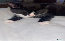 Mixed Breed cats for sale: 6 kittens ready now  - Image 2