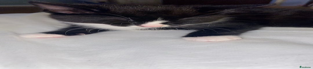 Mixed Breed Kitten 2