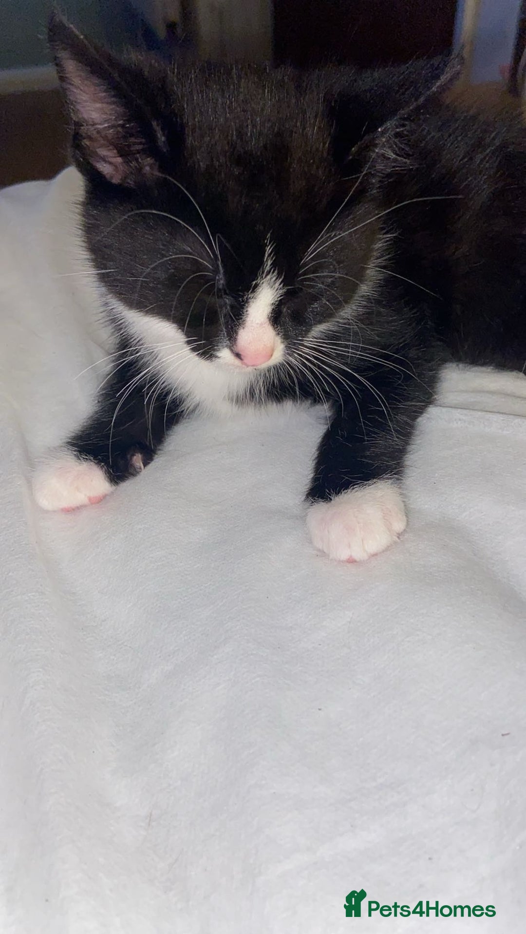 Mixed Breed cats for sale: 6 kittens ready now  - Image 2