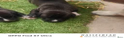 Staffordshire Bull Terrier dogs for sale: staffordshire bull terrier - Advert 3